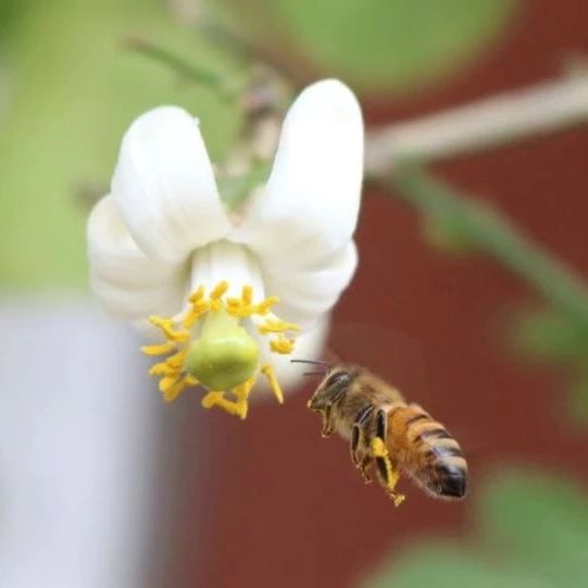 蜂蜜去痘印 牛奶加蜂蜜的功效 蜂蜜 养蜜蜂的技巧 汪氏蜂蜜怎么样