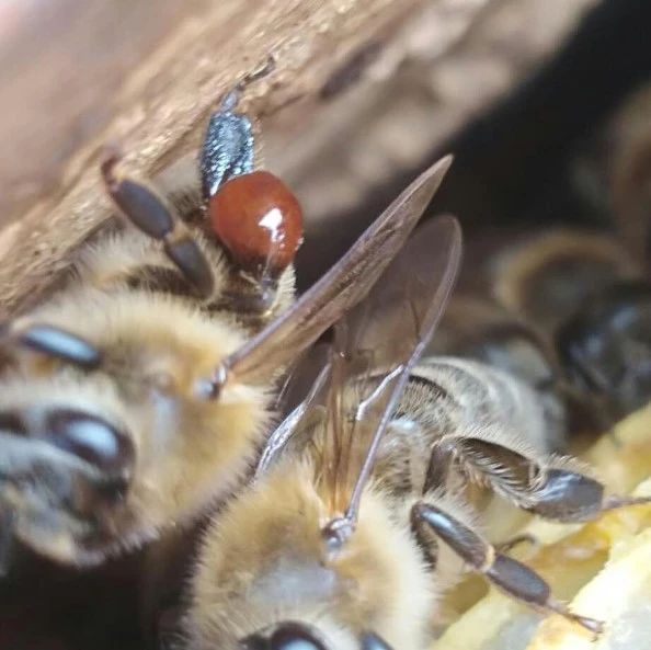 蜜蜂 怎样用蜂蜜做面膜 蜂蜜怎么喝 养蜜蜂技术视频 蜜蜂养殖技术