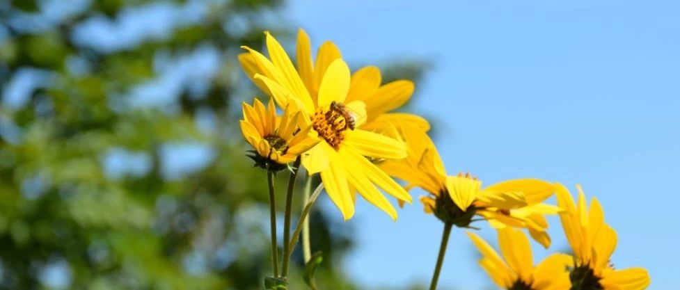 蜜蜂吃什么 养蜜蜂工具 蜂蜜不能和什么一起吃 生姜蜂蜜祛斑 柠檬蜂蜜水
