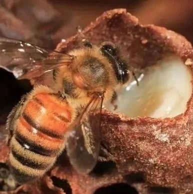 怎么引蜜蜂养蜜蜂 生姜蜂蜜祛斑 善良的蜜蜂 野生蜂蜜价格 红糖蜂蜜面膜