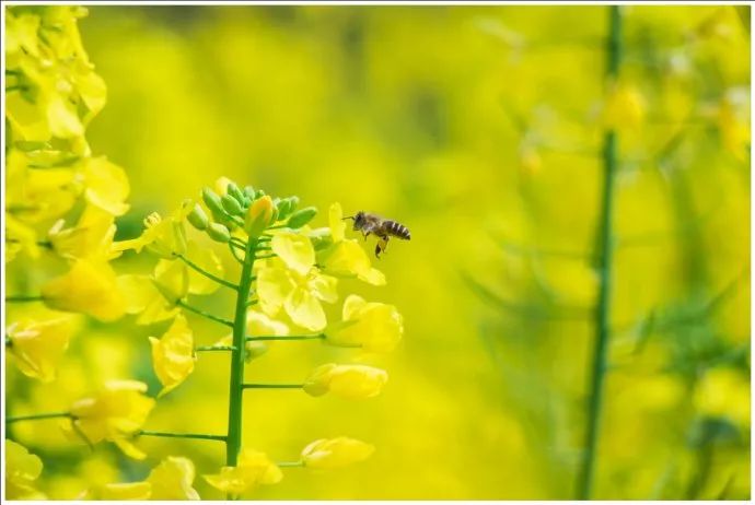 生姜蜂蜜祛斑 中华蜜蜂 蜜蜂图片 柠檬蜂蜜水 自制蜂蜜柚子茶