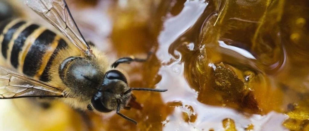 孕妇 蜂蜜 冠生园蜂蜜 什么蜂蜜好 蜂蜜水 红糖蜂蜜面膜