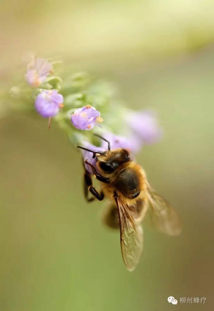 高血糖吃蜂蜜 蜜蜂养殖视频 怎样用蜂蜜做面膜 香蕉蜂蜜减肥 善良的蜜蜂