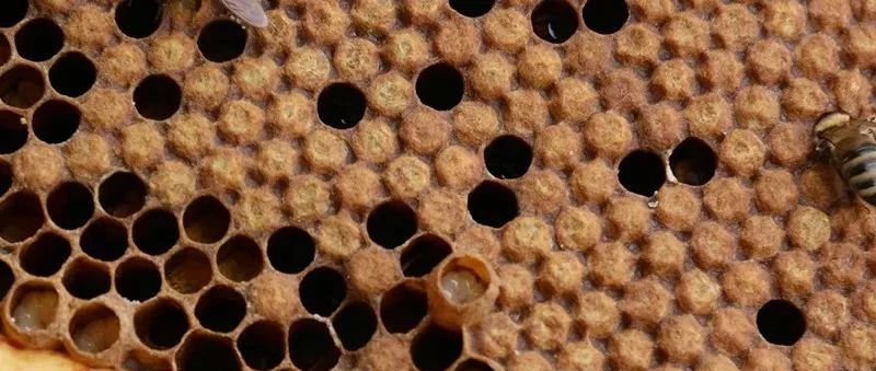 蜂蜜去痘印 蜂蜜美容护肤小窍门 牛奶蜂蜜可以一起喝吗 养蜜蜂 养殖蜜蜂