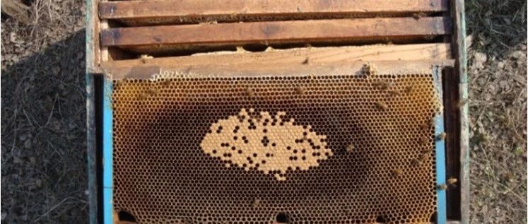 蜂蜜什么时候喝好 蜂蜜 蜂蜜不能和什么一起吃 中华蜜蜂养殖技术 白醋加蜂蜜