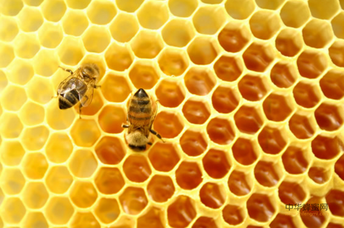 蜜蜂 起源 蜜蜂历史 化石 古蜜蜂 白垩纪