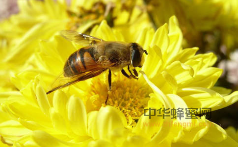 蜜蜂 起源 蜜蜂历史 化石 古蜜蜂 白垩纪