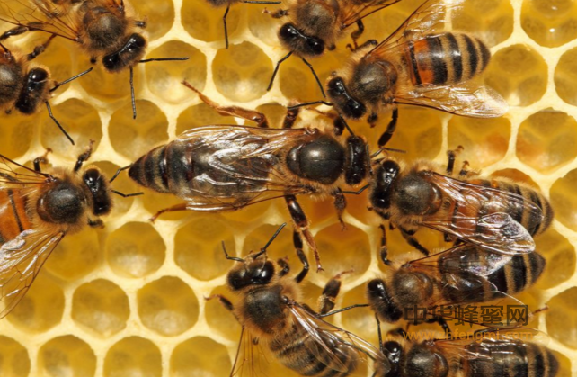 蜜蜂 养殖蜜蜂 养蜂技术 蜜蜂品种 中蜂 东方蜜蜂