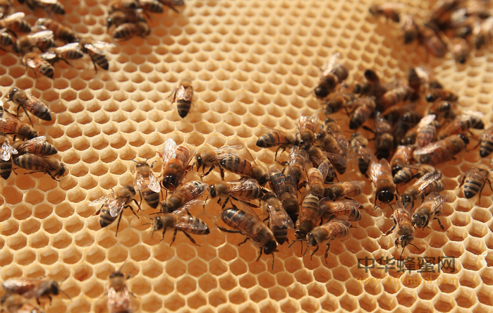 蜜蜂 工蜂 职责 幼年工蜂 喂养幼虫