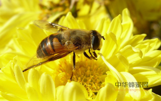 中蜂生物学特性