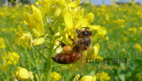 蜜蜂 蜂群 自然分蜂 养蜜蜂 养蜂技术 分蜂行为