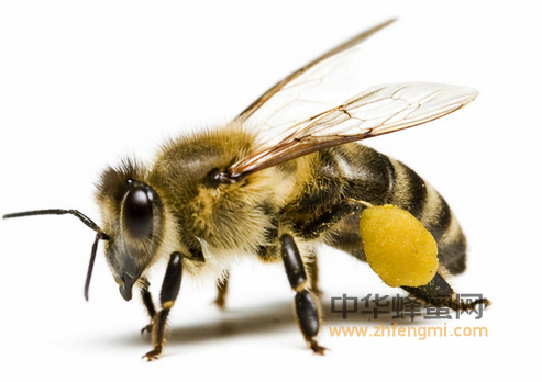 蜜蜂 身体 结构 蜜蜂构成 形态 特征