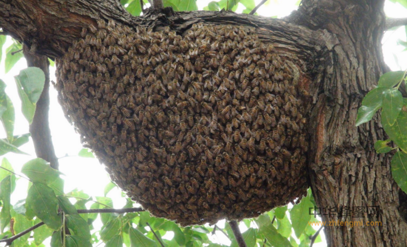 蜜蜂 蜂群 分家 蜜蜂养殖 养蜂技术 分蜂 蜂群繁殖 