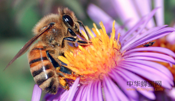 蜜蜂 蜜蜂的记忆 地球磁场 地磁周期 养蜜蜂 养蜂技术
