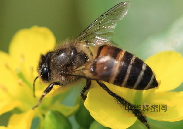 蜜蜂 测距 距离 外激素 传信素