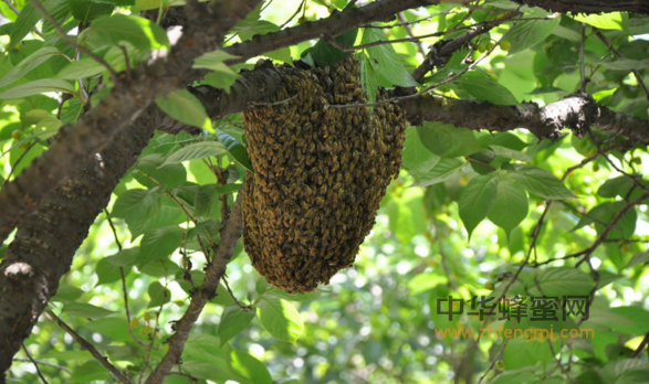 蜜蜂的原始养殖