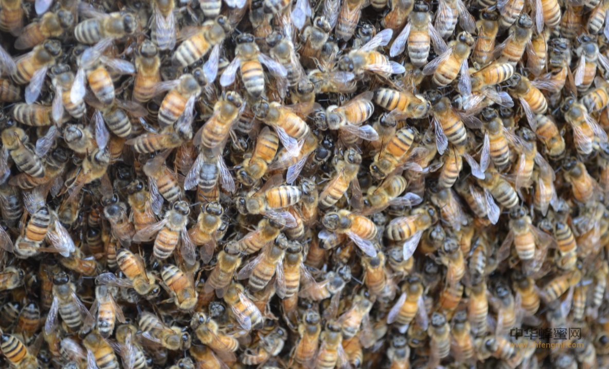 科学取蜜与发展蜂群