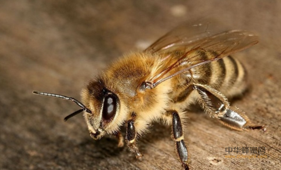 蜜蜂 蜜蜂品种 卡蜂 蜂种 养蜂 蜜蜂饲养 怎么养蜂