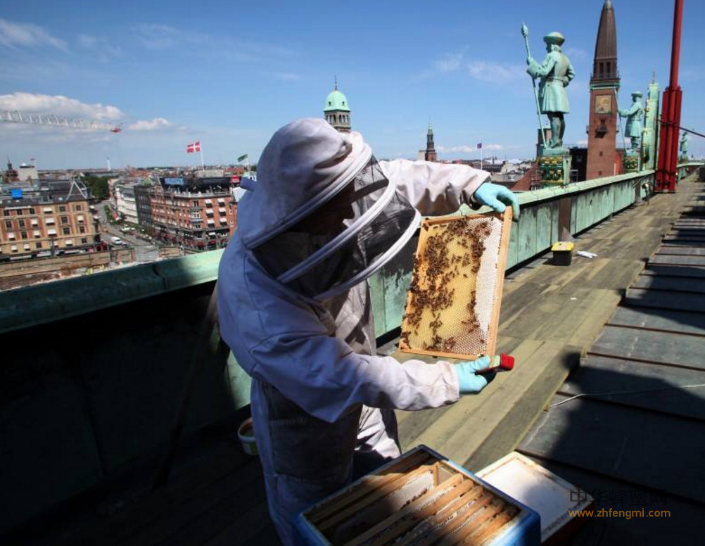 养蜂 蜜蜂养殖 养蜂技术 养蜂方法 通风 遮阴 蜜蜂养殖技术