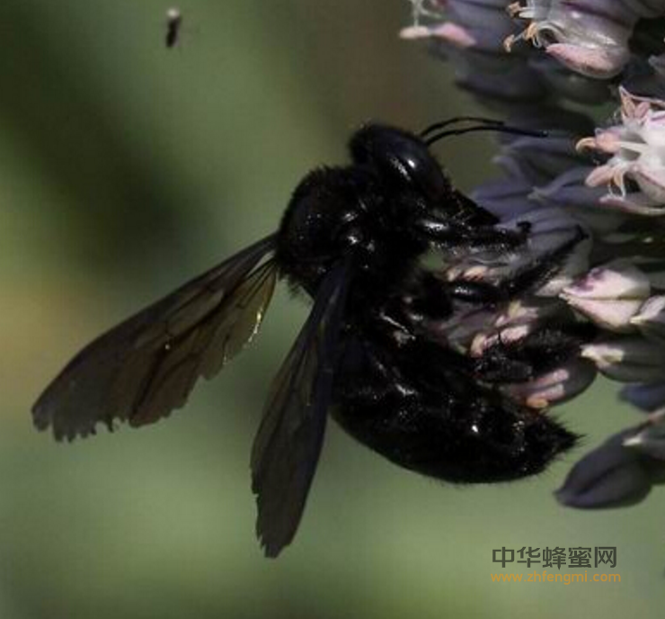 蜜蜂 养殖蜜蜂 养蜂技术 蜂种 新疆黑蜂 分布 特征