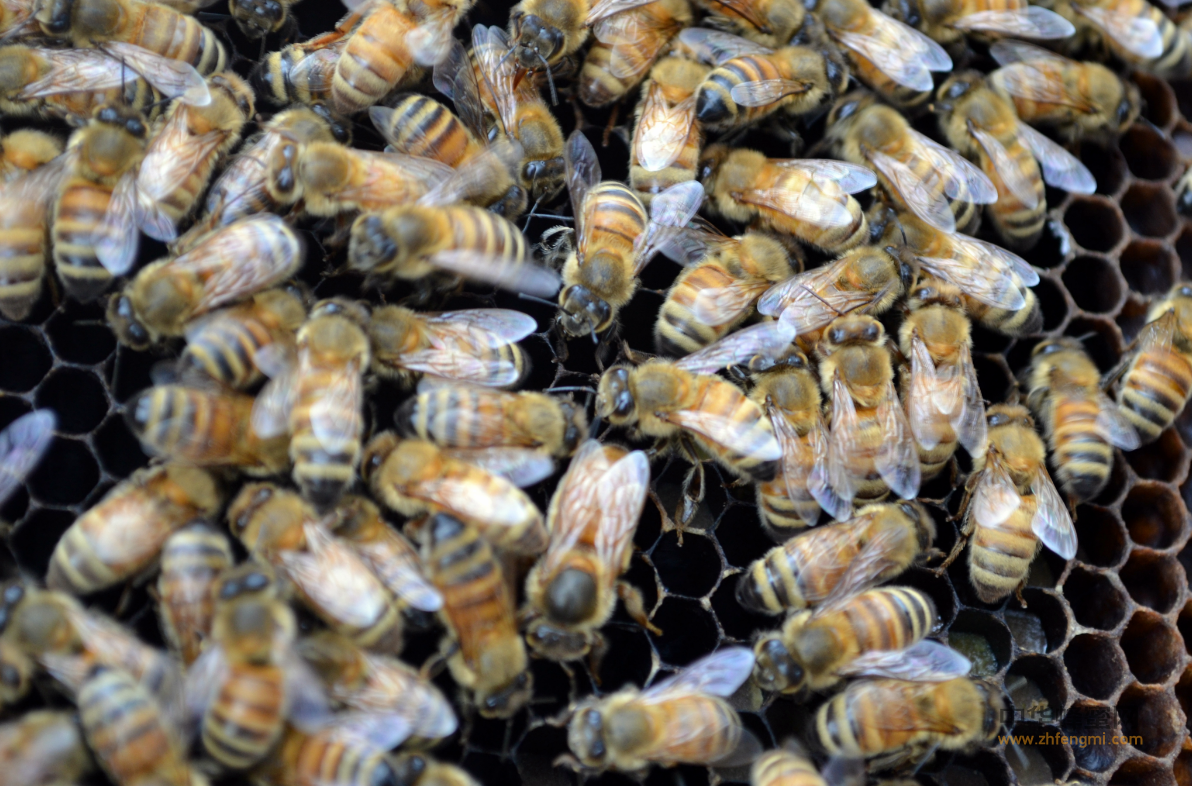 蜜蜂春季转群管理