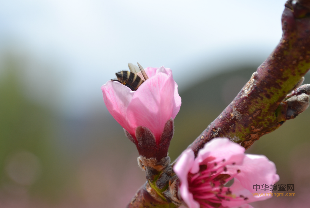 蜜蜂春季管理 蜜蜂养殖 养蜂技术 自然分蜂 控制群势 剪王翅