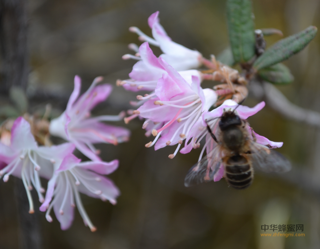 饲养管理 养蜂技术 养蜜蜂 怎么养蜂 养蜂方法 养殖蜜蜂