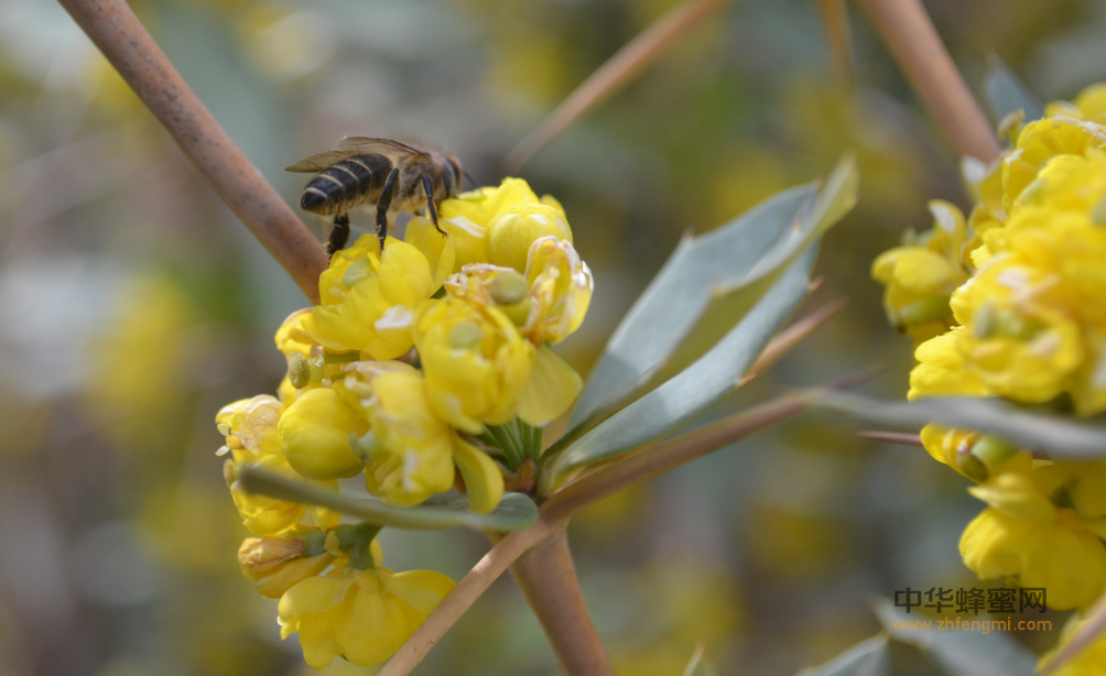 中蜂 人工育王 养蜂 养蜜蜂 蜜蜂养殖 中蜂养殖 养蜂技术 养蜂方法