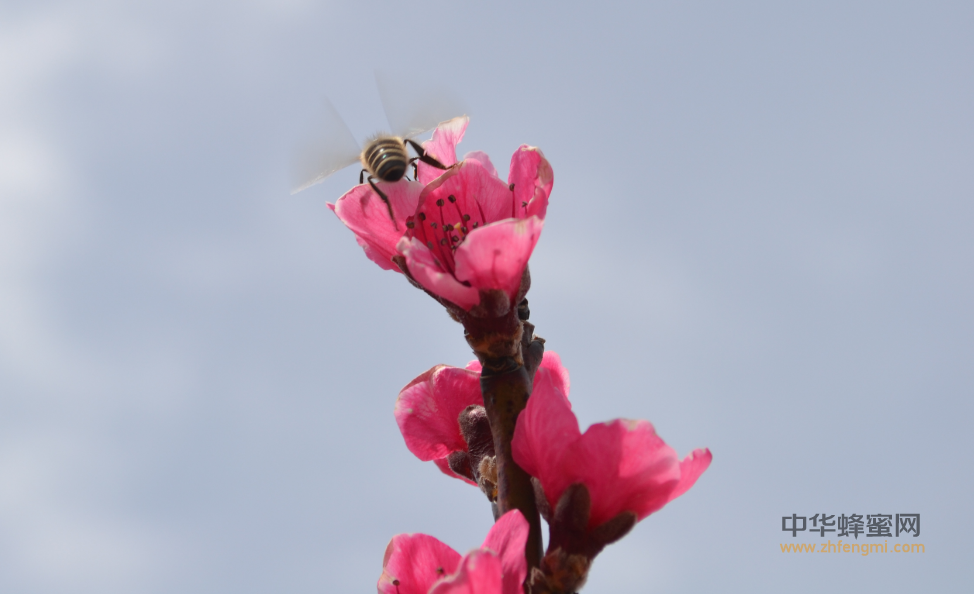 养蜂 中蜂养殖 蜜蜂养殖 蜜蜂养殖技术 怎么养蜂 养蜜蜂