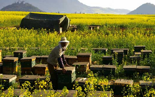 水旱 蜜蜂 灾难 养蜂 蜜蜂养殖技术 灾害规避 怎么养蜂 养蜂技术 养蜂教程