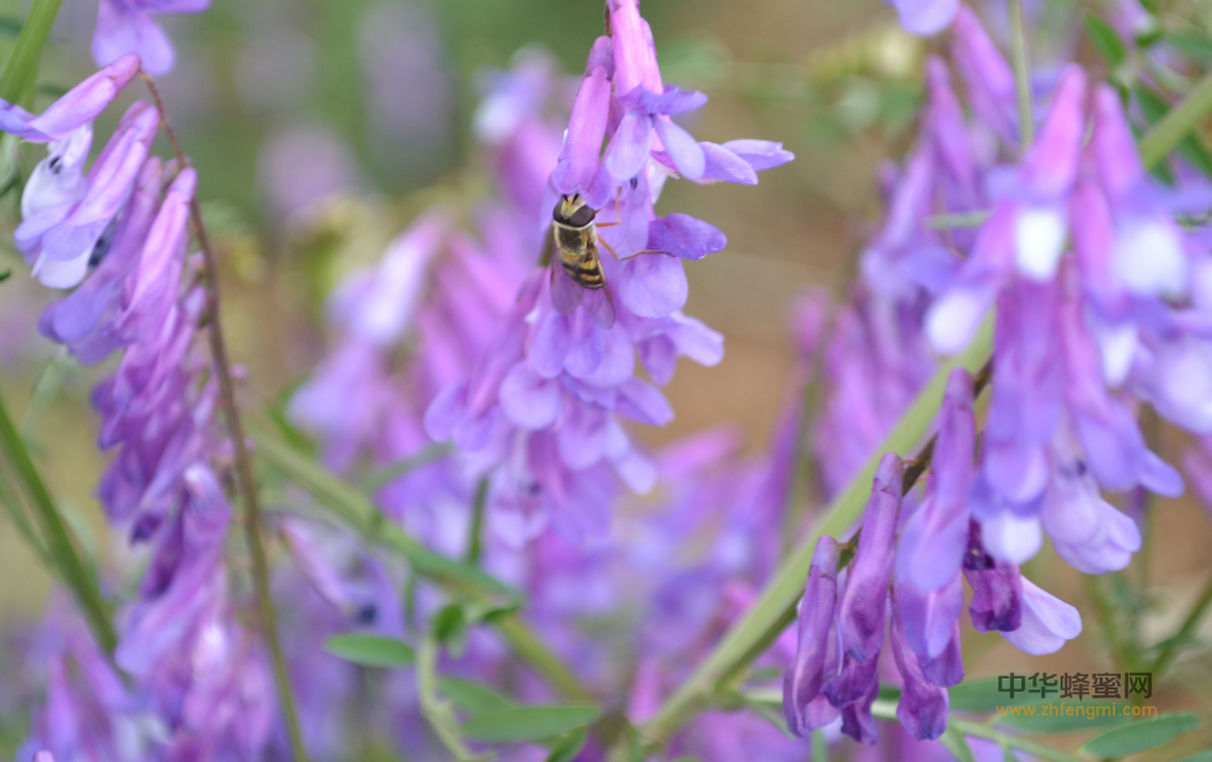 蜜粉 植物 区域 养蜂 养蜂技术 蜜蜂养殖 蜜蜂养殖技术 蜜源植物 花期