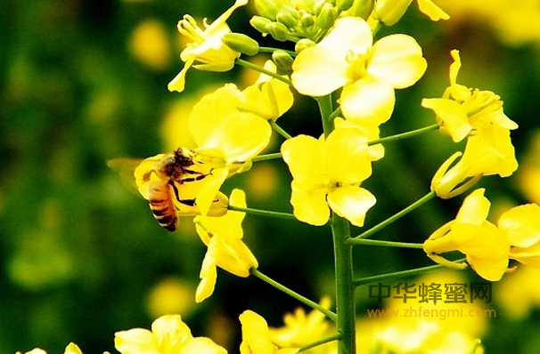 甘肃省 地方 标准 蜂蜜 纯蜂蜜 蜂蜜标准