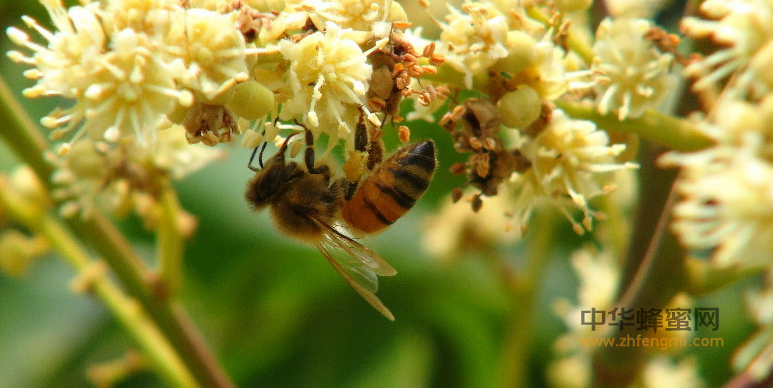 蜜蜂蛹病