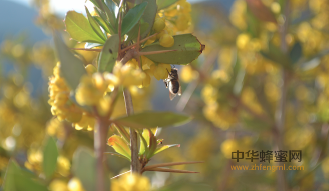 蜜源 花蜜 植物 养蜂 养殖蜜蜂 蜜蜂养殖技术 怎么养蜂