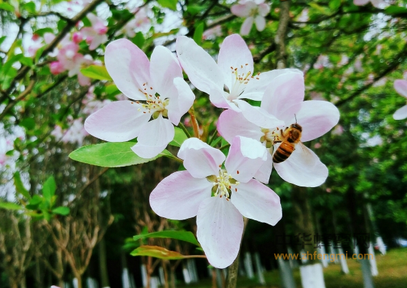 蜜源 花蜜 植物 养蜂 养殖蜜蜂 蜜蜂养殖技术 怎么养蜂