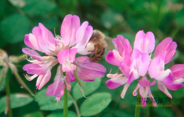 紫云英 蜜蜂 蜂蜜 紫云英蜜 蜜蜂养殖 蜜蜂养殖技术 养蜜蜂 怎么养蜂
