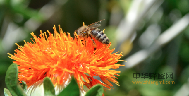 蜜粉 生理学 特性 蜜源植物 养蜂技术 养殖蜜蜂 蜜蜂养殖技术 怎么养蜂
