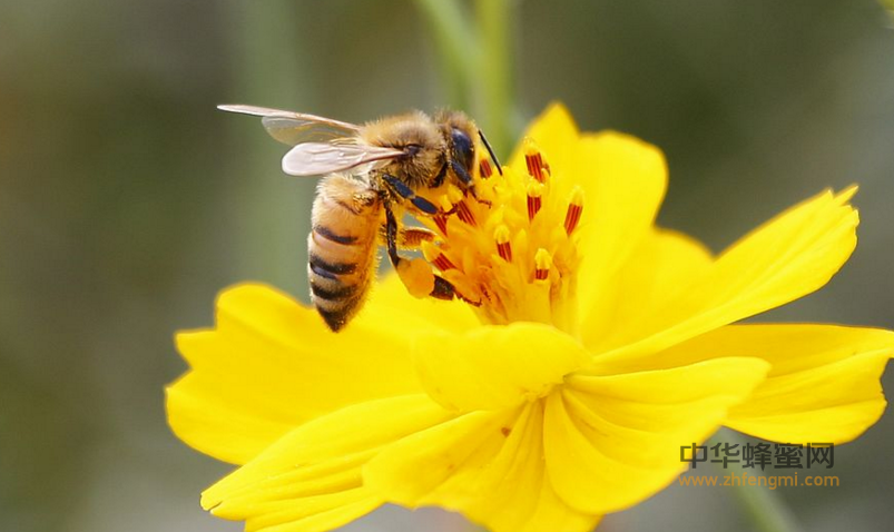 蜂王浆 适应症 蜂王浆 蜂王浆的功效与作用 蜂王浆的成分 蜂王浆的价值 怎么吃蜂王浆 蜂王浆治病