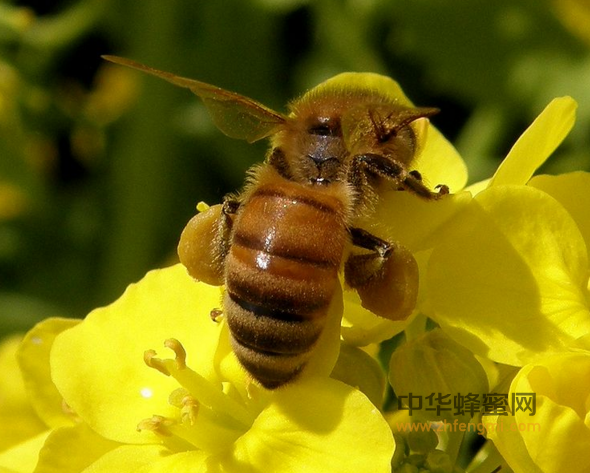蜂花粉 蜂花粉功效 蜂花粉副作用 蜂花粉的功效与作用 蜂花粉的吃法 蜂花粉蜂作用 蜂花粉怎么吃 前列腺增生