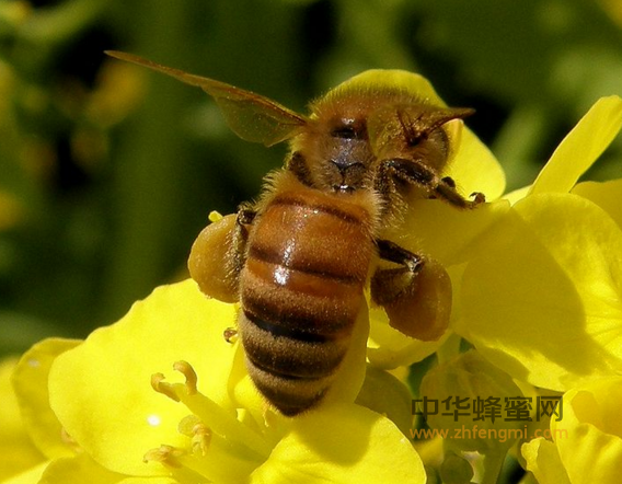 蜂花粉中的酶类