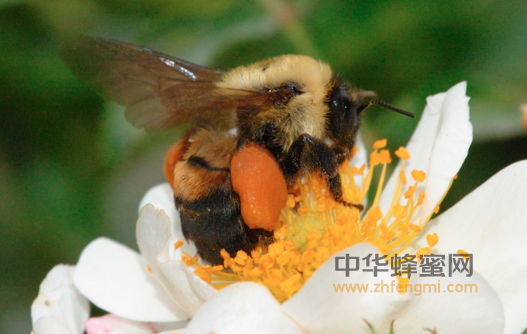 蜂花粉的作用与功效之蜂花粉对改善造血功能的作用