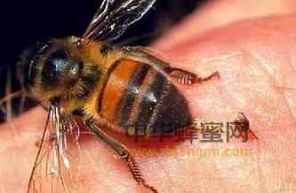 蜂毒有什么功效 蜂毒用途有哪些 蜂毒作用是什么 蜂毒对身体有副作用吗 蜂毒面膜的作用 蜂毒的功效与作用 蜂毒的副作用 蜂毒的使用方法