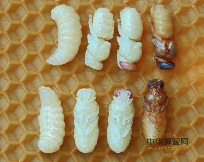 蜜蜂幼虫和蛹质量的感观鉴定