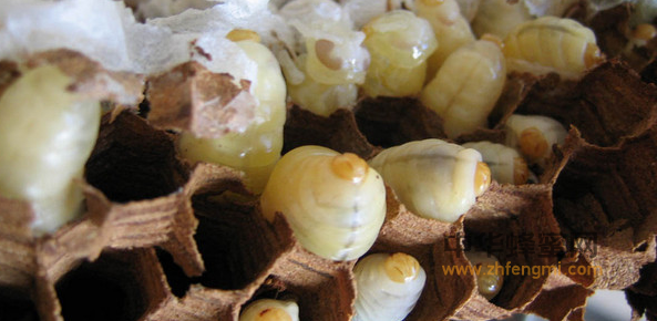 蜂子的保存 蜂蛹贮存期 蜂蛹的作用于功效 蜂蛹的吃法