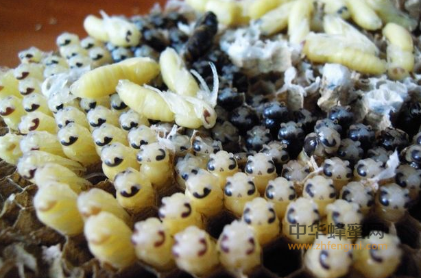 蜂蛹的安全性 蜂蛹的功效 蜂蛹的禁忌 蜂蛹的作用与功效 蜂蛹的使用方法