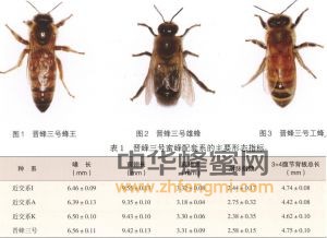 蜜蜂 蜜蜂品种 蜜蜂养殖 晋蜂3号 晋蜂3号特征 晋蜂3号简况 晋蜂3号饲养 晋蜂3号利用