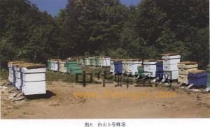 蜜蜂 蜜蜂品种 蜜蜂养殖 白山5号蜜蜂配套系 白山5号蜜蜂配套系特征 白山5号蜜蜂配套系饲养