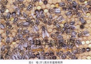 蜜蜂 蜜蜂品种 蜜蜂养殖 蜜蜂养殖技术 喀（阡）黑环系蜜蜂 喀（阡）黑环系蜜蜂特征 喀（阡）黑环系蜜蜂饲养