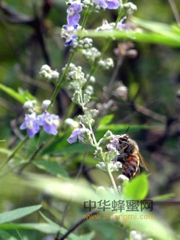 蜂蜜 荆条蜜 荆条蜜成分 荆条蜜特征 荆条蜜作用与功效