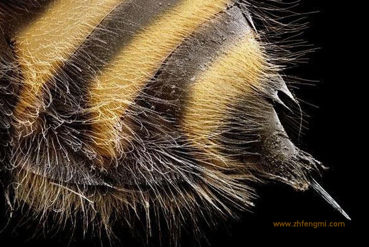 蜂毒 蜂毒用途有哪些 蜂毒作用是什么 蜂毒对身体有副作用吗 蜂毒面膜的作用 蜂毒的功效与作用 蜂毒的副作用 蜂毒的使用方法 蜂毒应用历史
